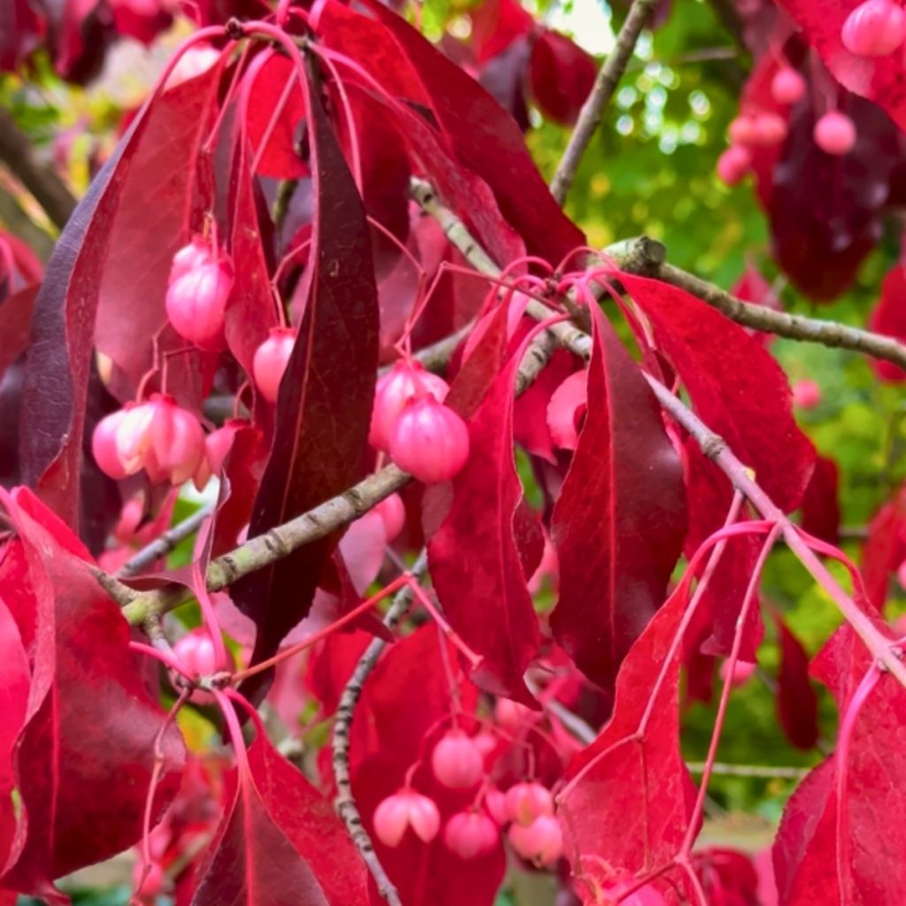 Sorvarinpensaa Ruby Wine