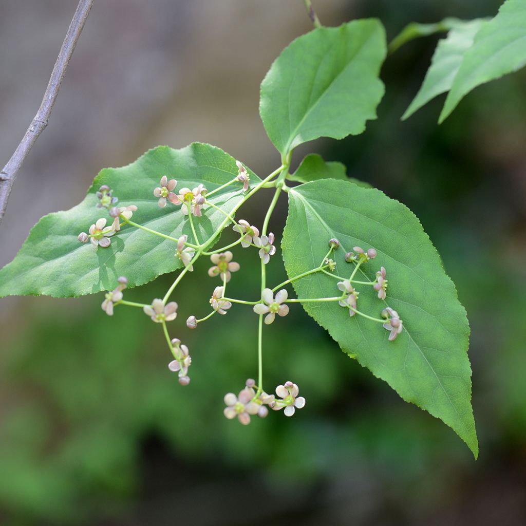Idänsorvarinpensas - Euonymus maackii
