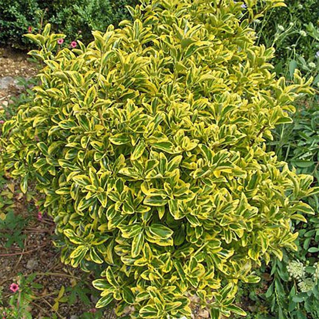 Laakerisorvarinpensas Aureomarginatus