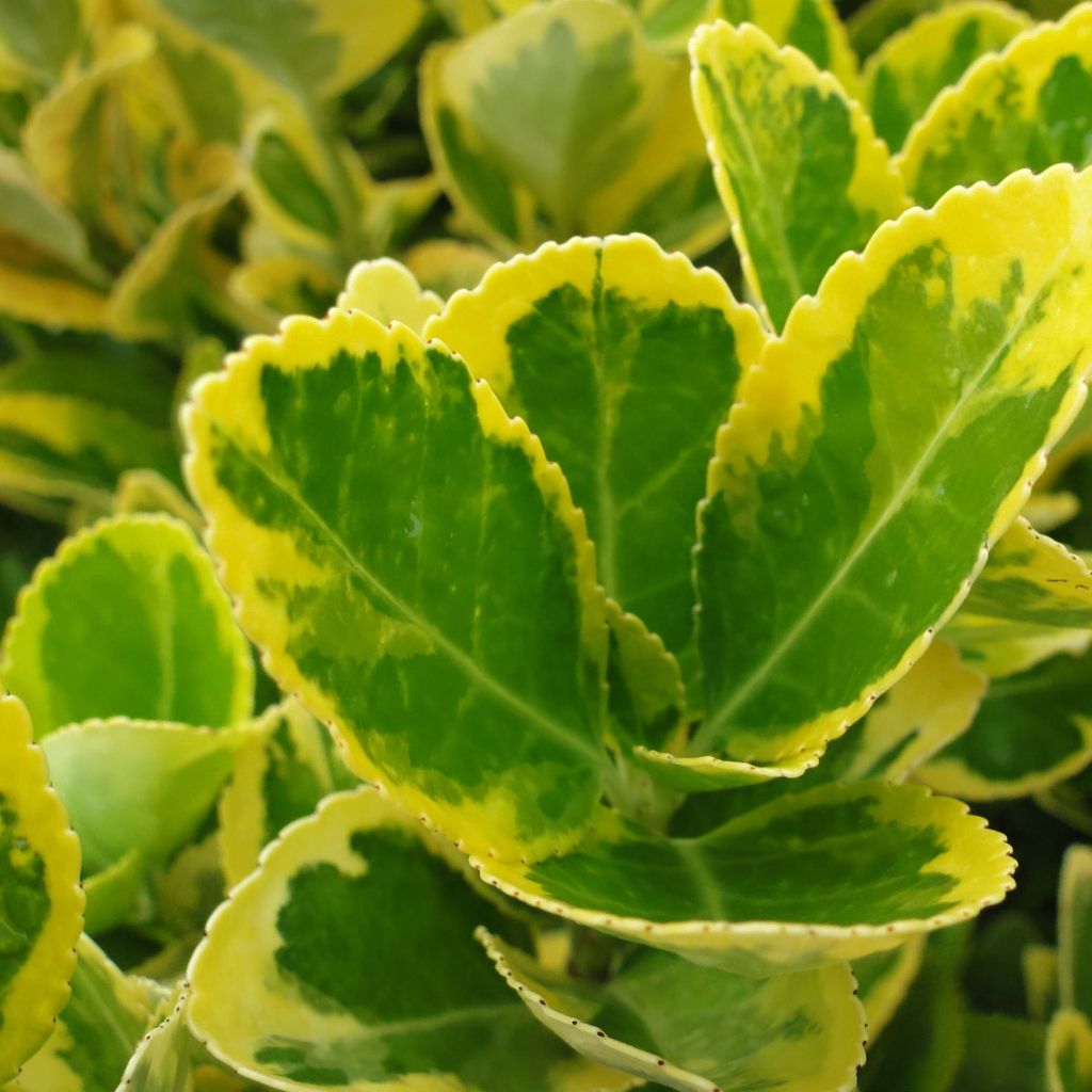 Laakerisorvarinpensas Aureomarginatus