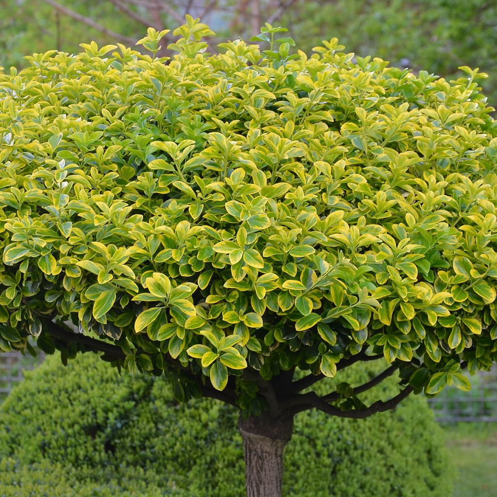 Laakerisorvarinpensas Aureomarginatus