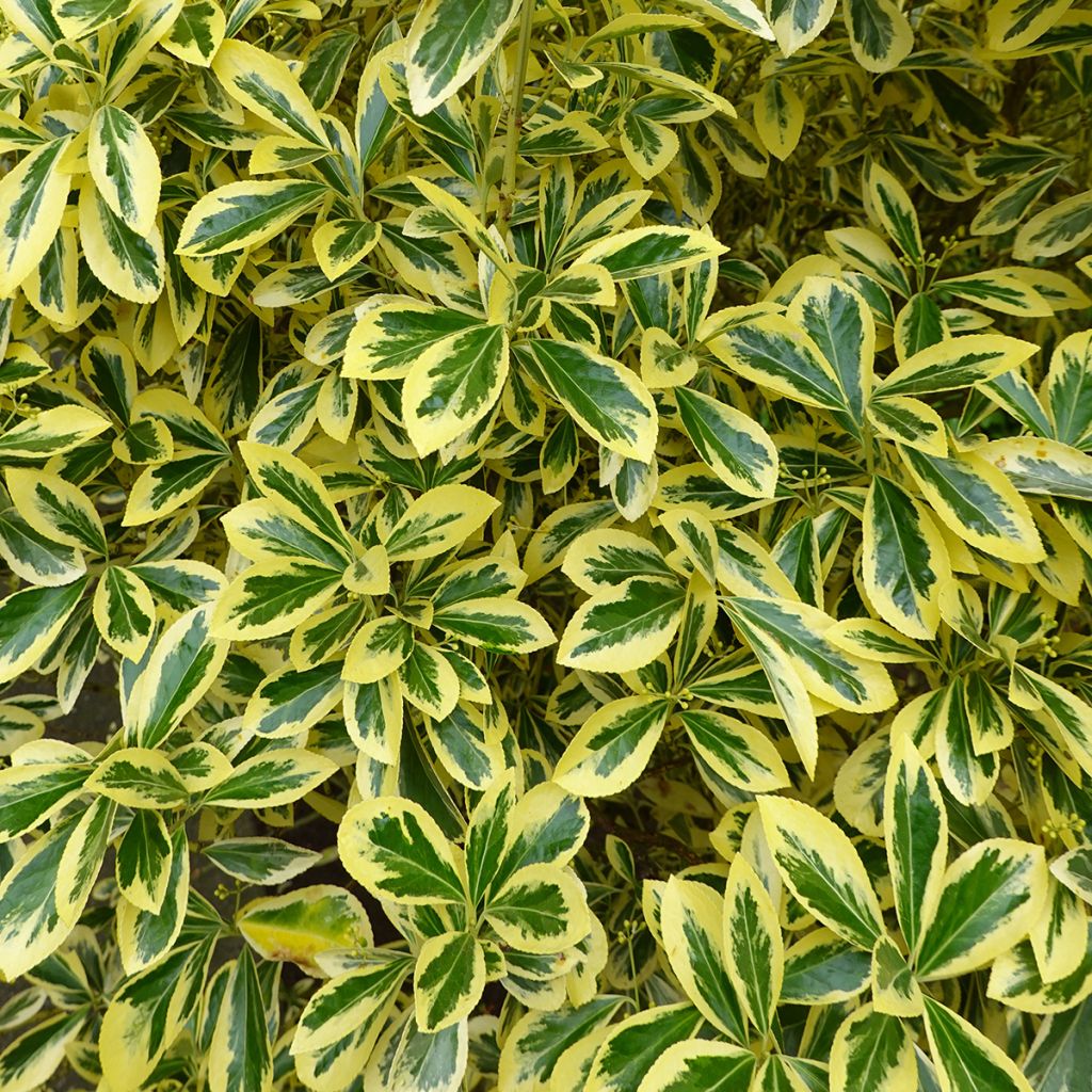 Laakerisorvarinpensas Aureomarginatus