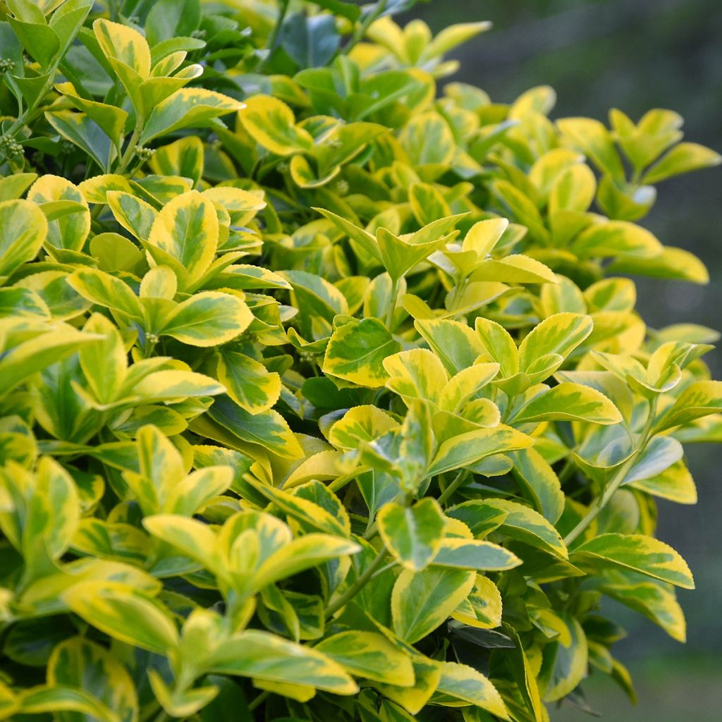 Laakerisorvarinpensas Aureomarginatus