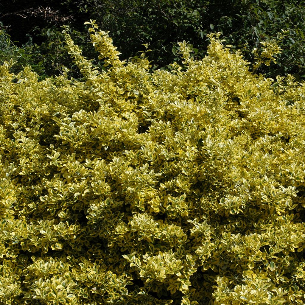 Laakerisorvarinpensas Aureomarginatus