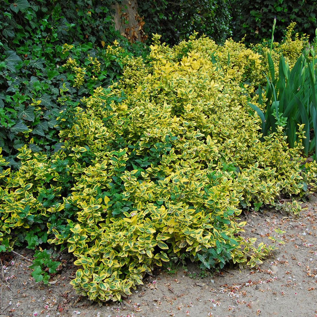 Laakerisorvarinpensas Aureus