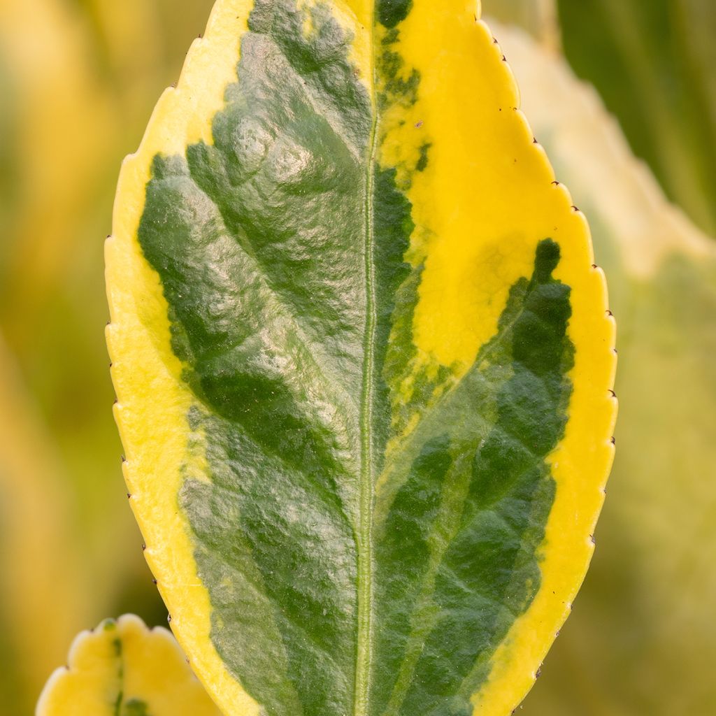 Laakerisorvarinpensas Aureus