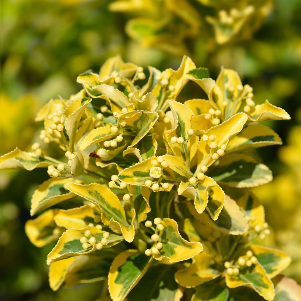 Laakerisorvarinpensas Aureus