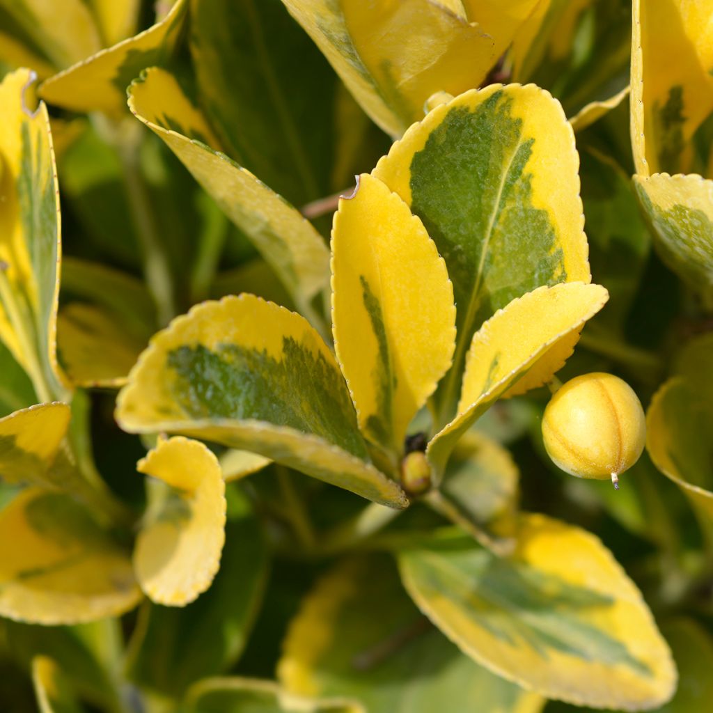 Laakerisorvarinpensas Aureus