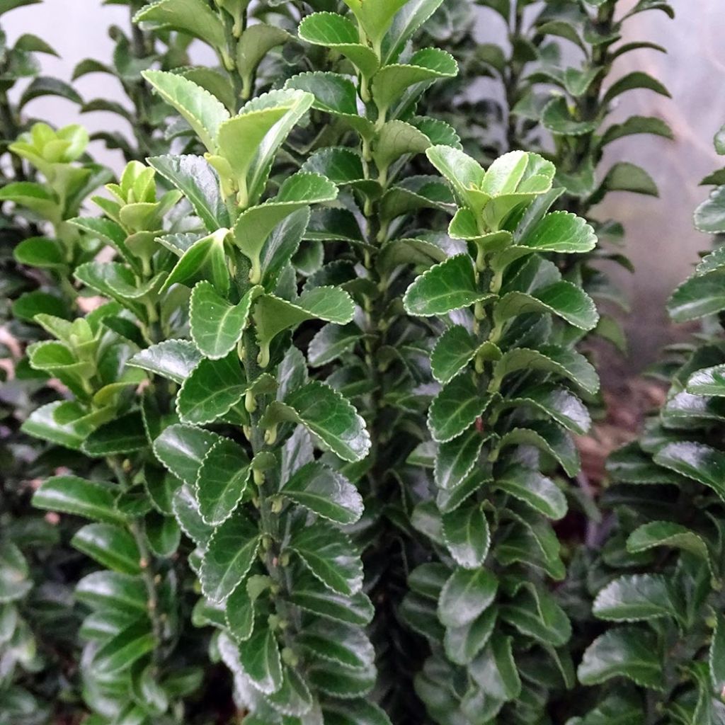 Laakerisorvarinpensas Benkomasaki