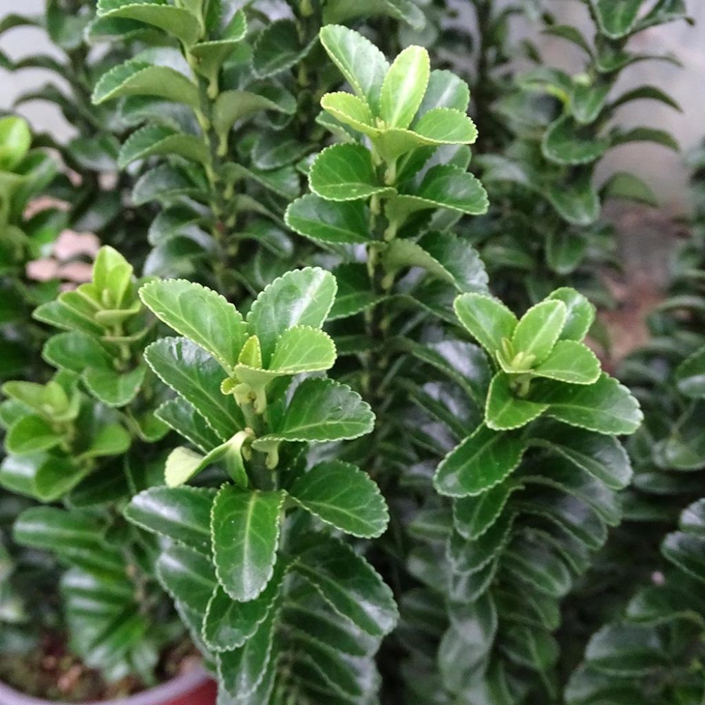 Laakerisorvarinpensas Benkomasaki