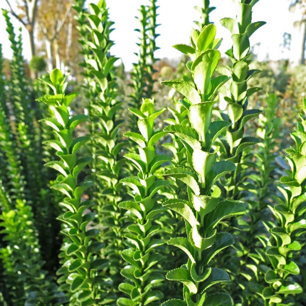 Laakerisorvarinpensas Benkomasaki