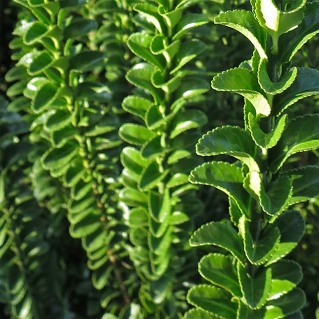 Laakerisorvarinpensas Benkomasaki