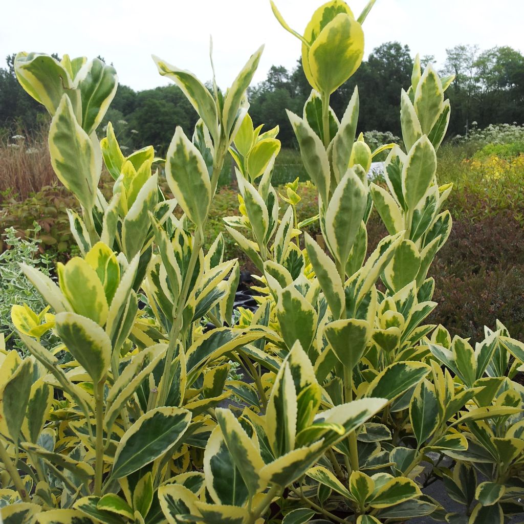 Laakerisorvarinpensas Bravo