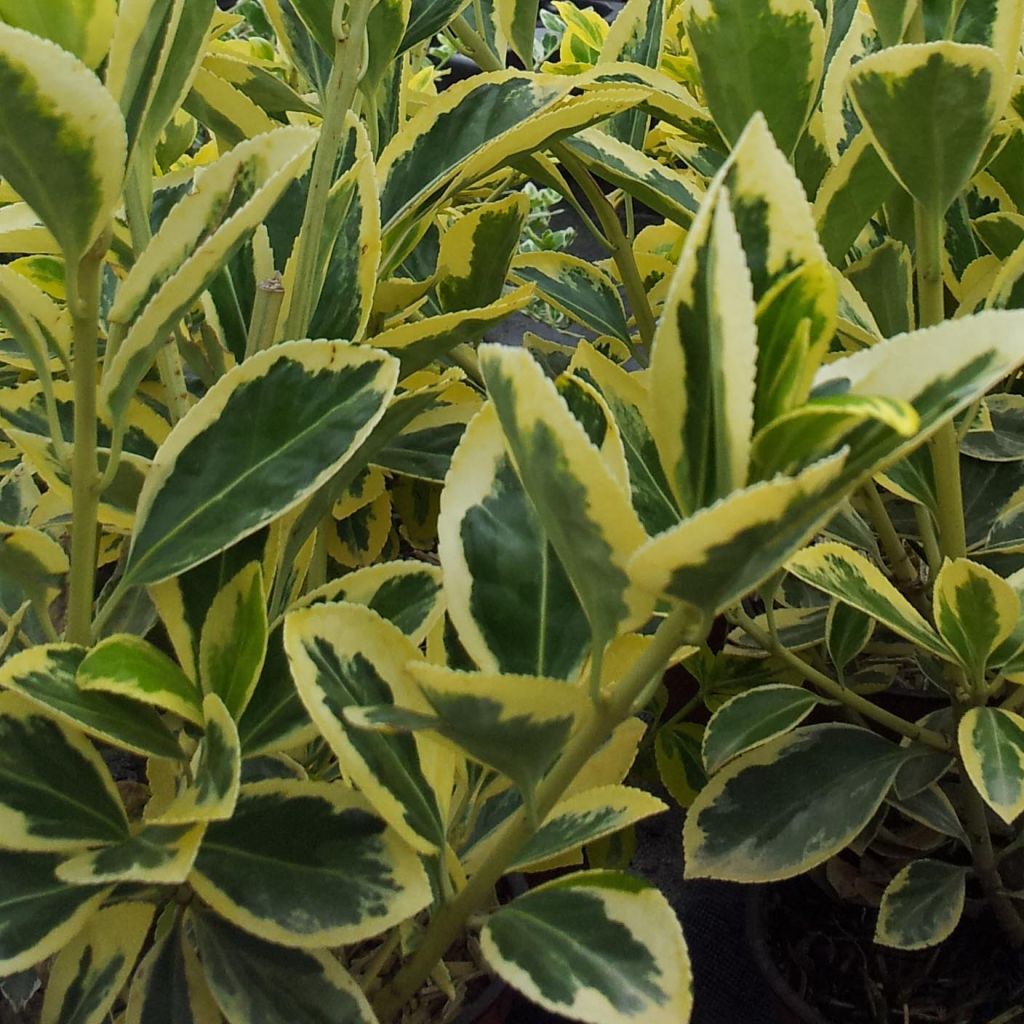 Laakerisorvarinpensas Bravo