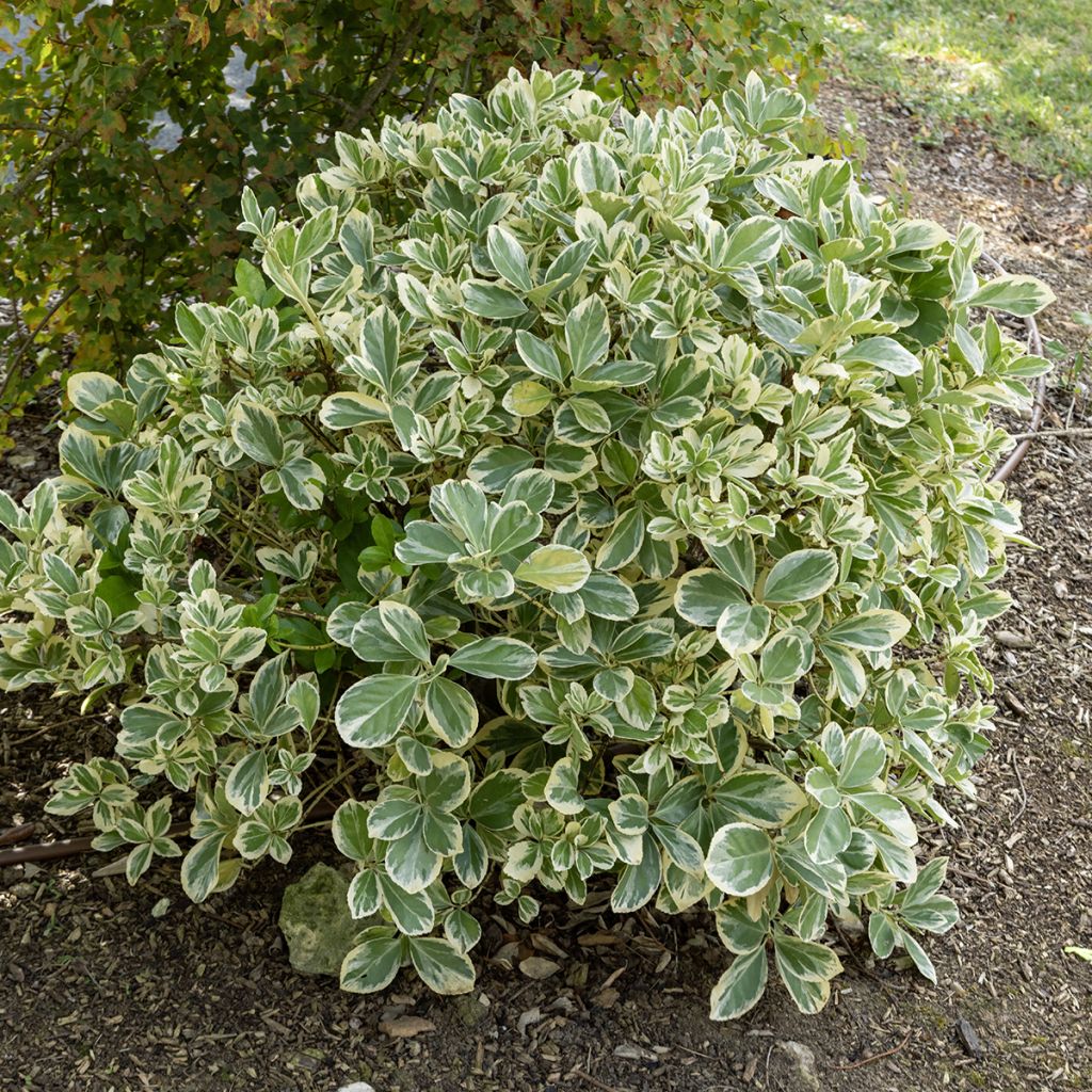 Laakerisorvarinpensas Bravo