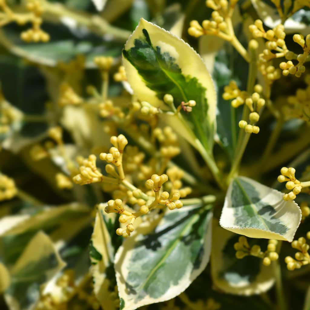 Laakerisorvarinpensas Bravo