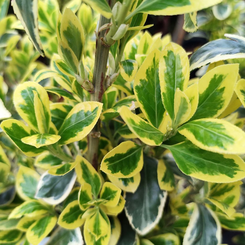 Laakerisorvarinpensas Bravo