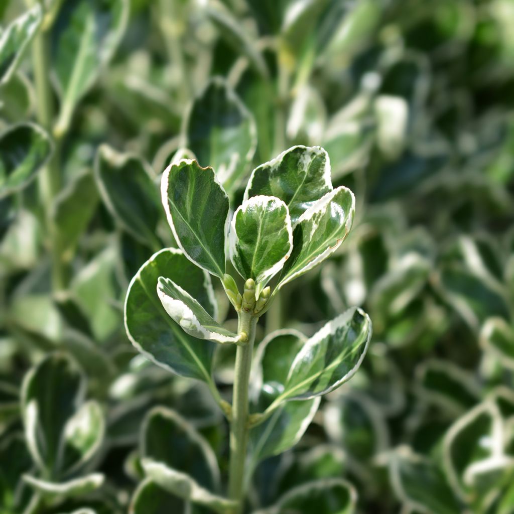 Laakerisorvarinpensas Bravo