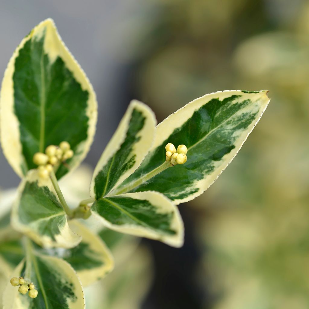 Laakerisorvarinpensas Bravo