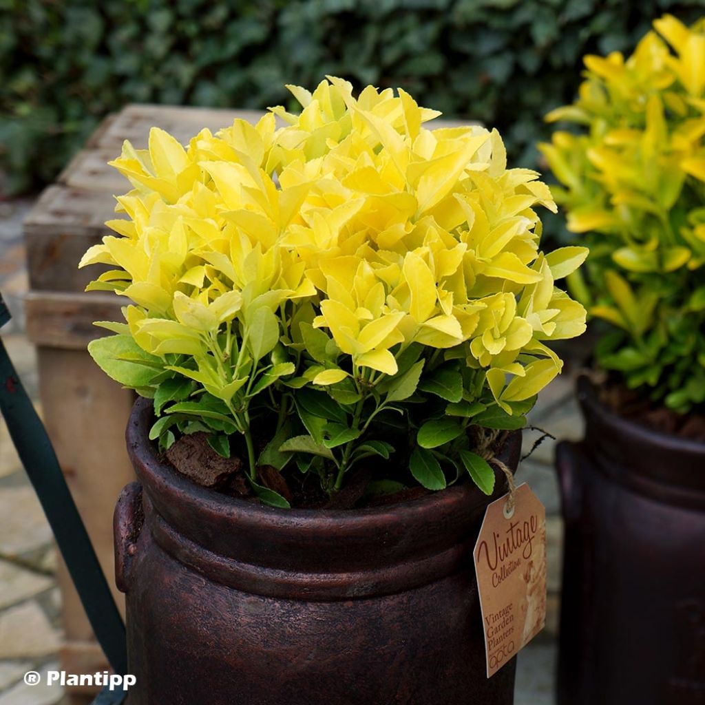 Laakerisorvarinpensas El Dorado