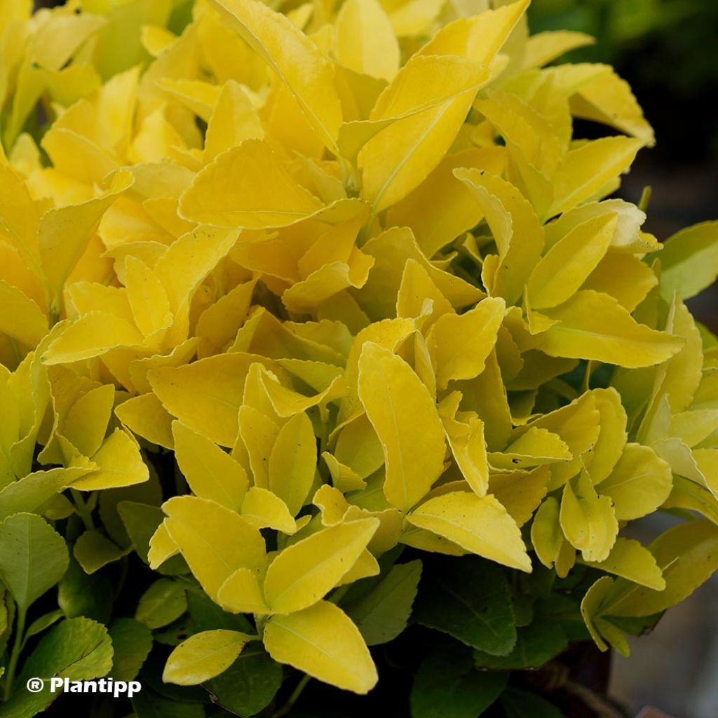 Laakerisorvarinpensas El Dorado