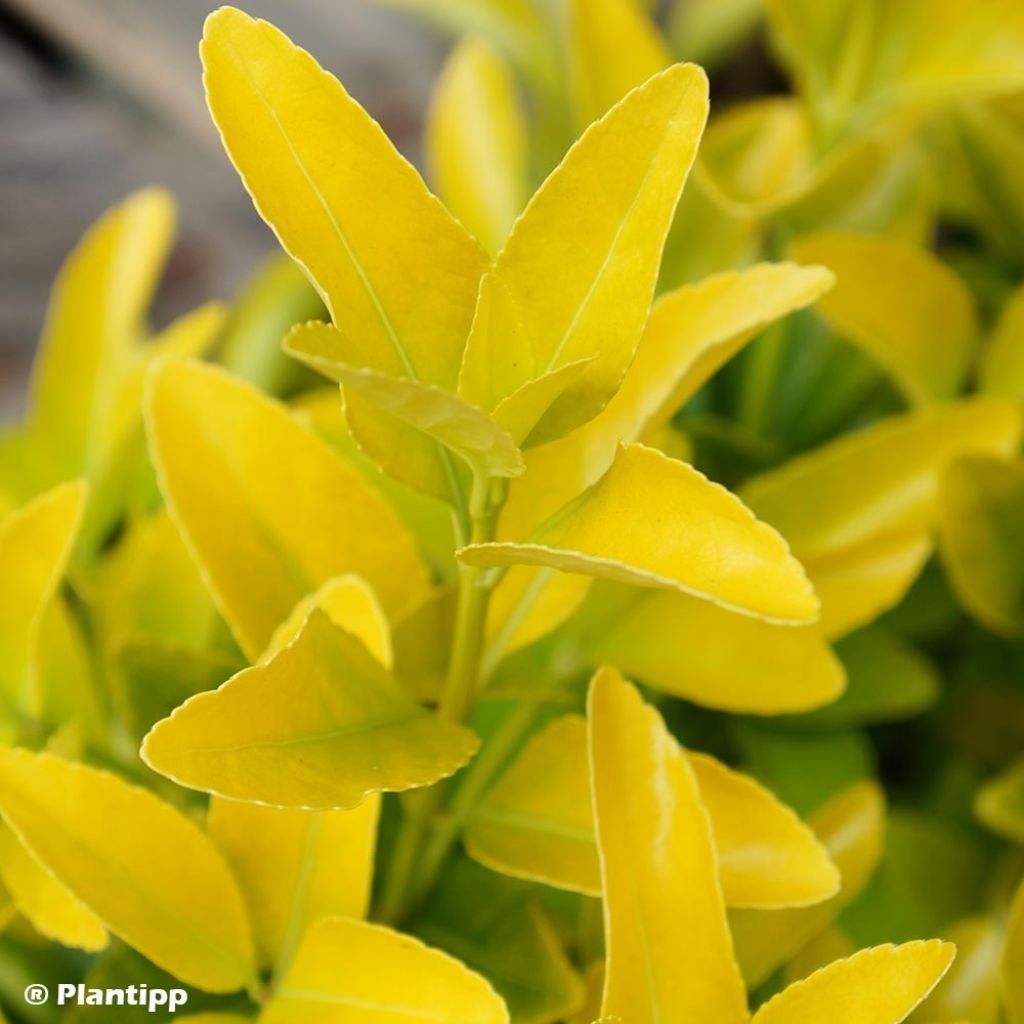 Laakerisorvarinpensas El Dorado