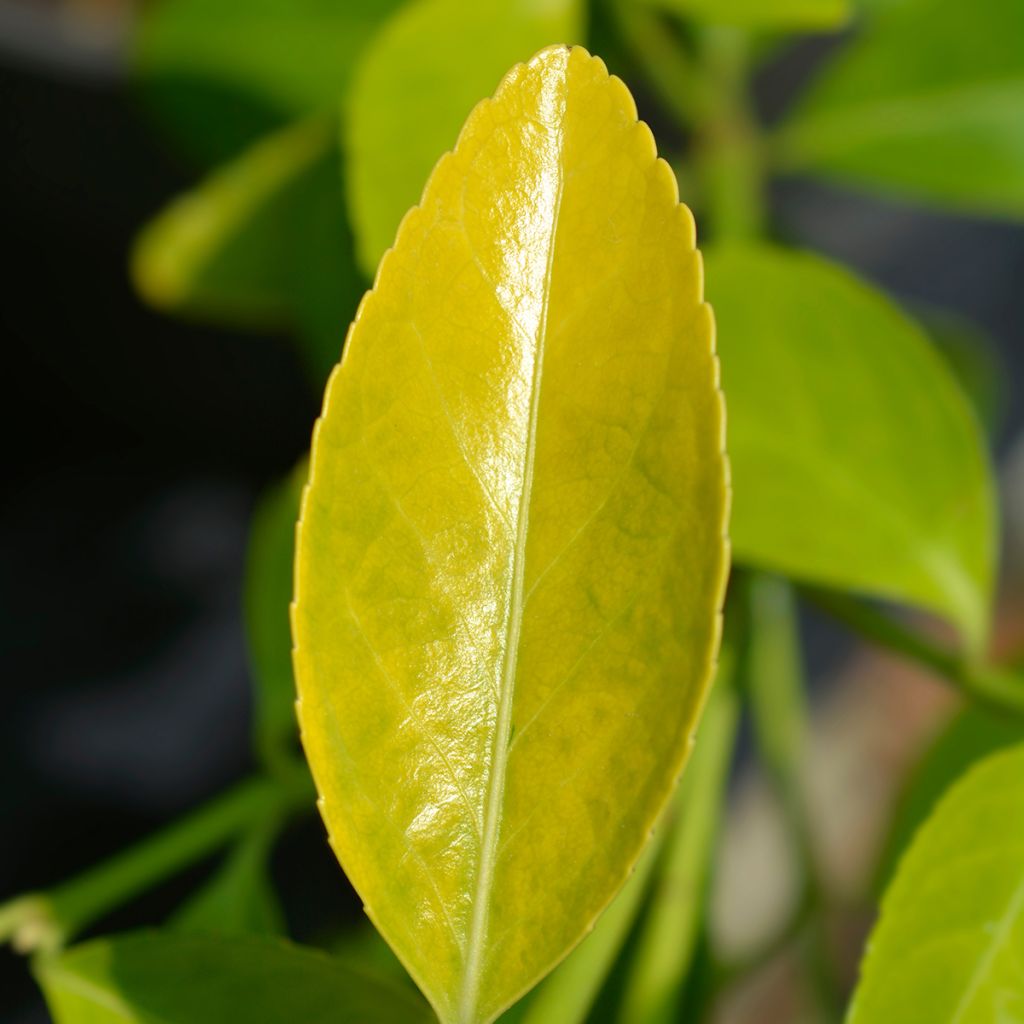 Laakerisorvarinpensas El Dorado