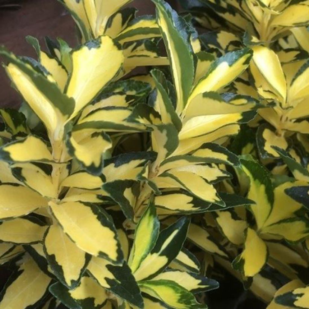 Laakerisorvarinpensas Exstase