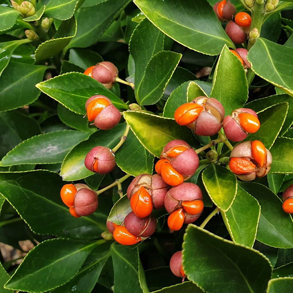 Laakerisorvarinpensas - Euonymus japonicus