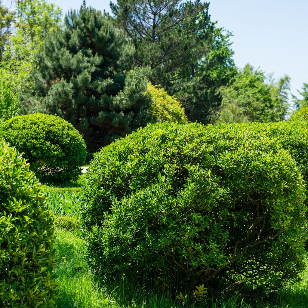 Laakerisorvarinpensas - Euonymus japonicus