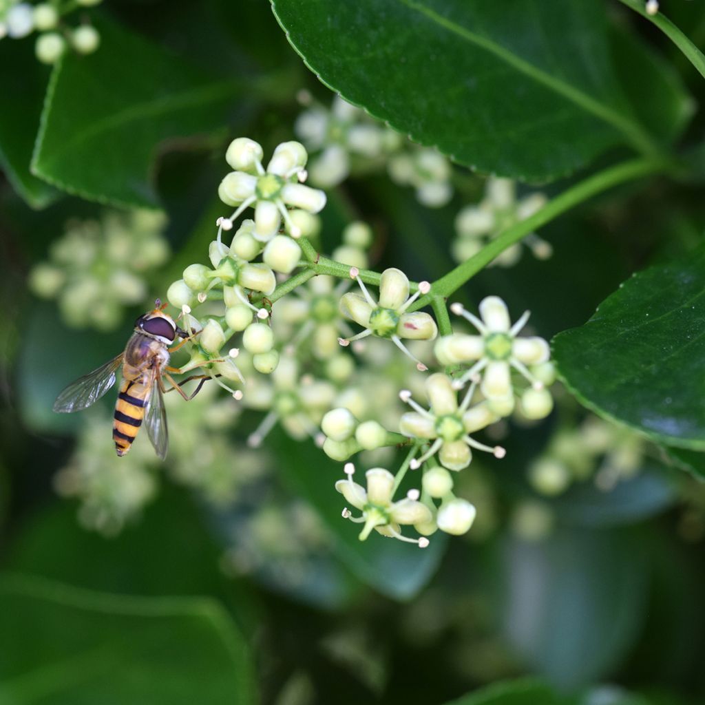 Laakerisorvarinpensas - Euonymus japonicus
