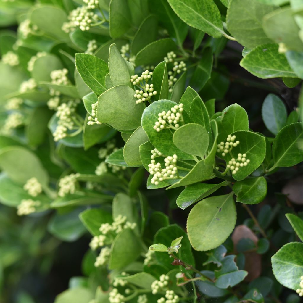 Laakerisorvarinpensas - Euonymus japonicus