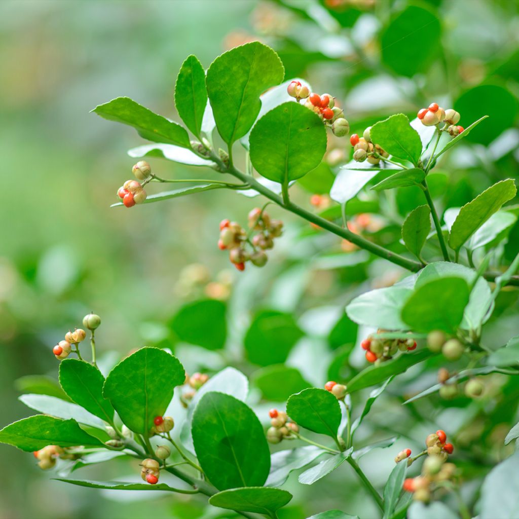 Laakerisorvarinpensas - Euonymus japonicus