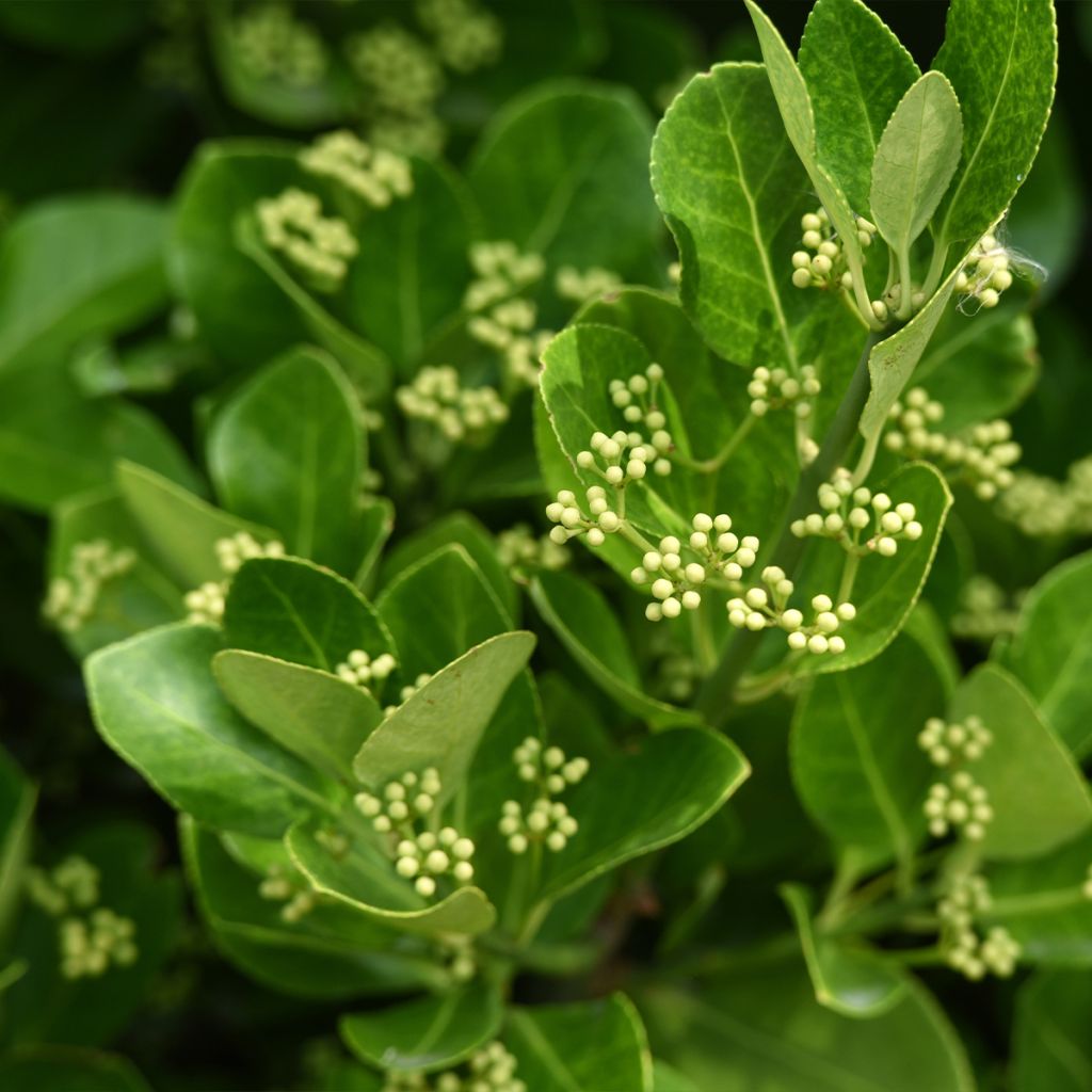 Laakerisorvarinpensas - Euonymus japonicus