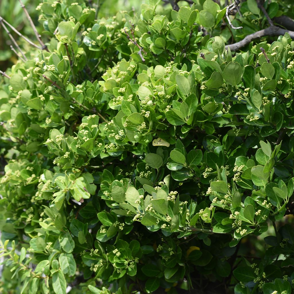 Laakerisorvarinpensas - Euonymus japonicus