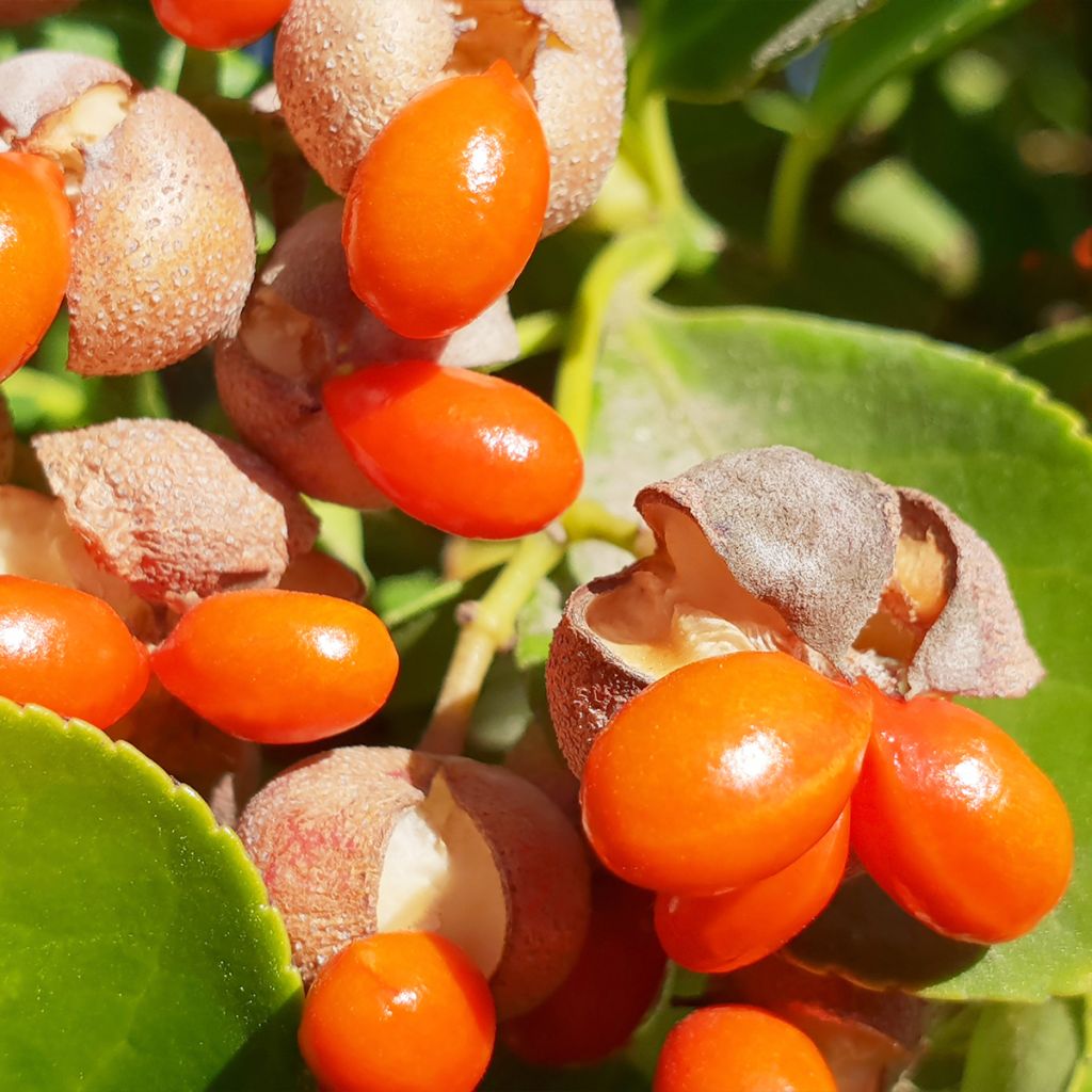 Laakerisorvarinpensas - Euonymus japonicus