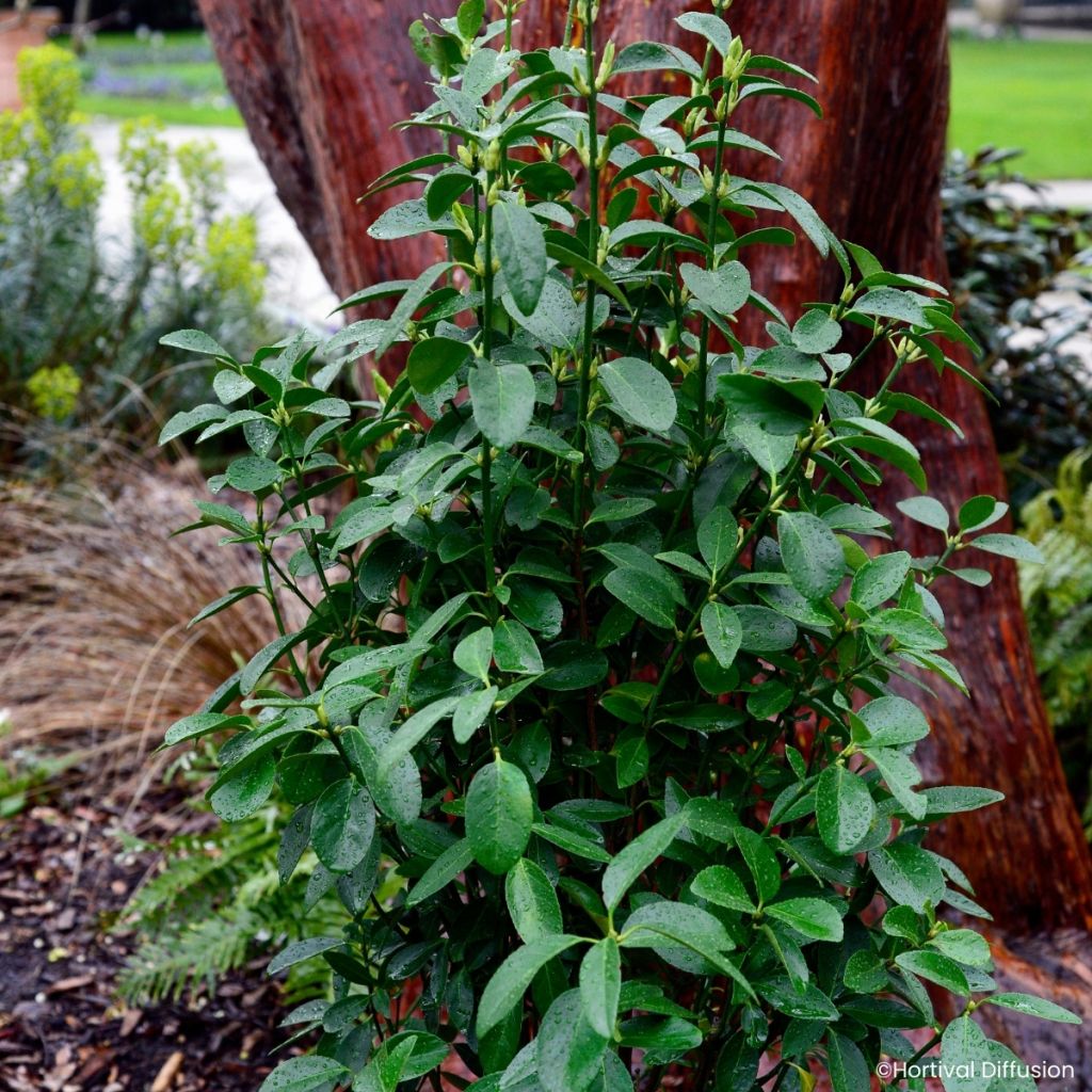 Laakerisorvarinpensas Green Millenium