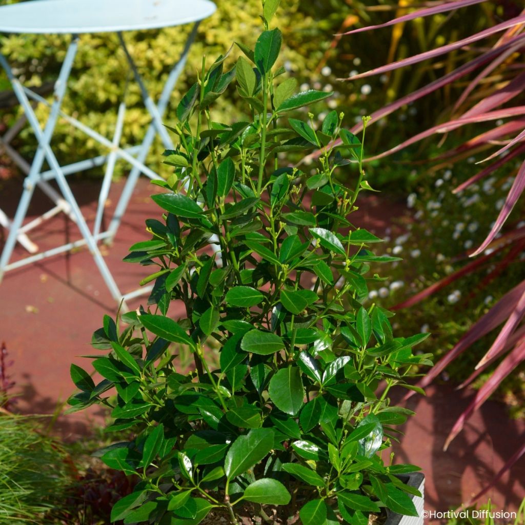 Laakerisorvarinpensas Green Millenium