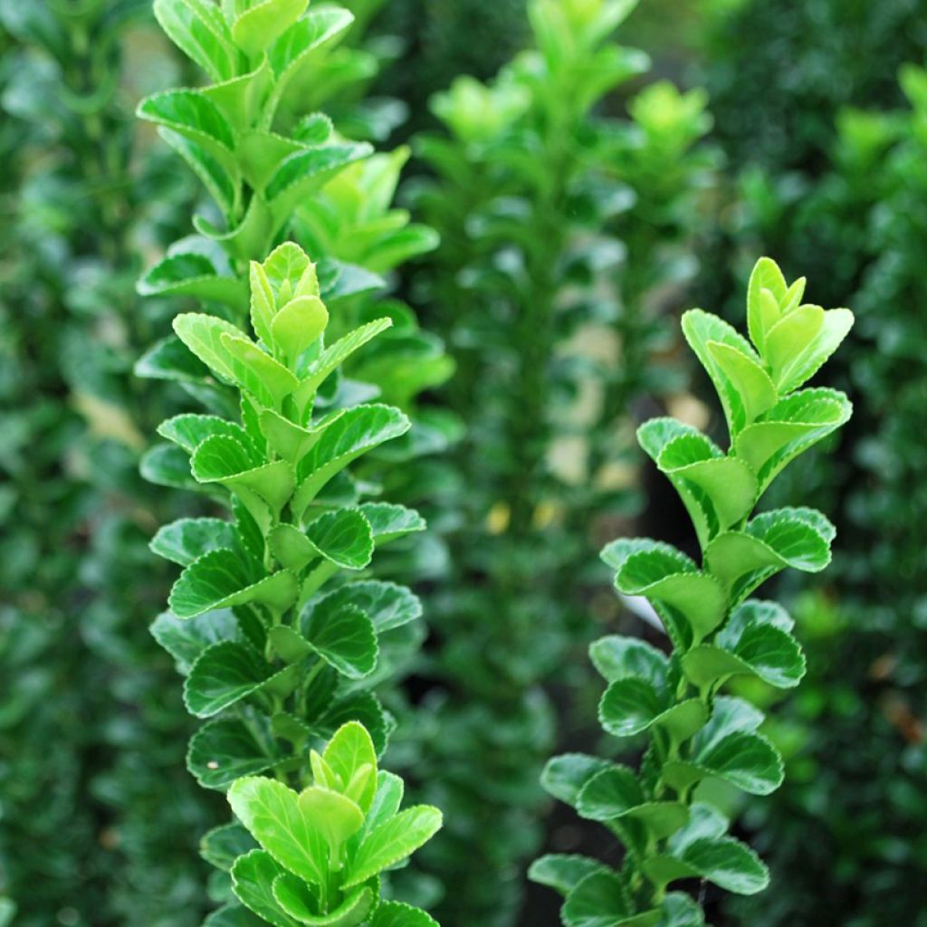 Laakerisorvarinpensas Green Rocket