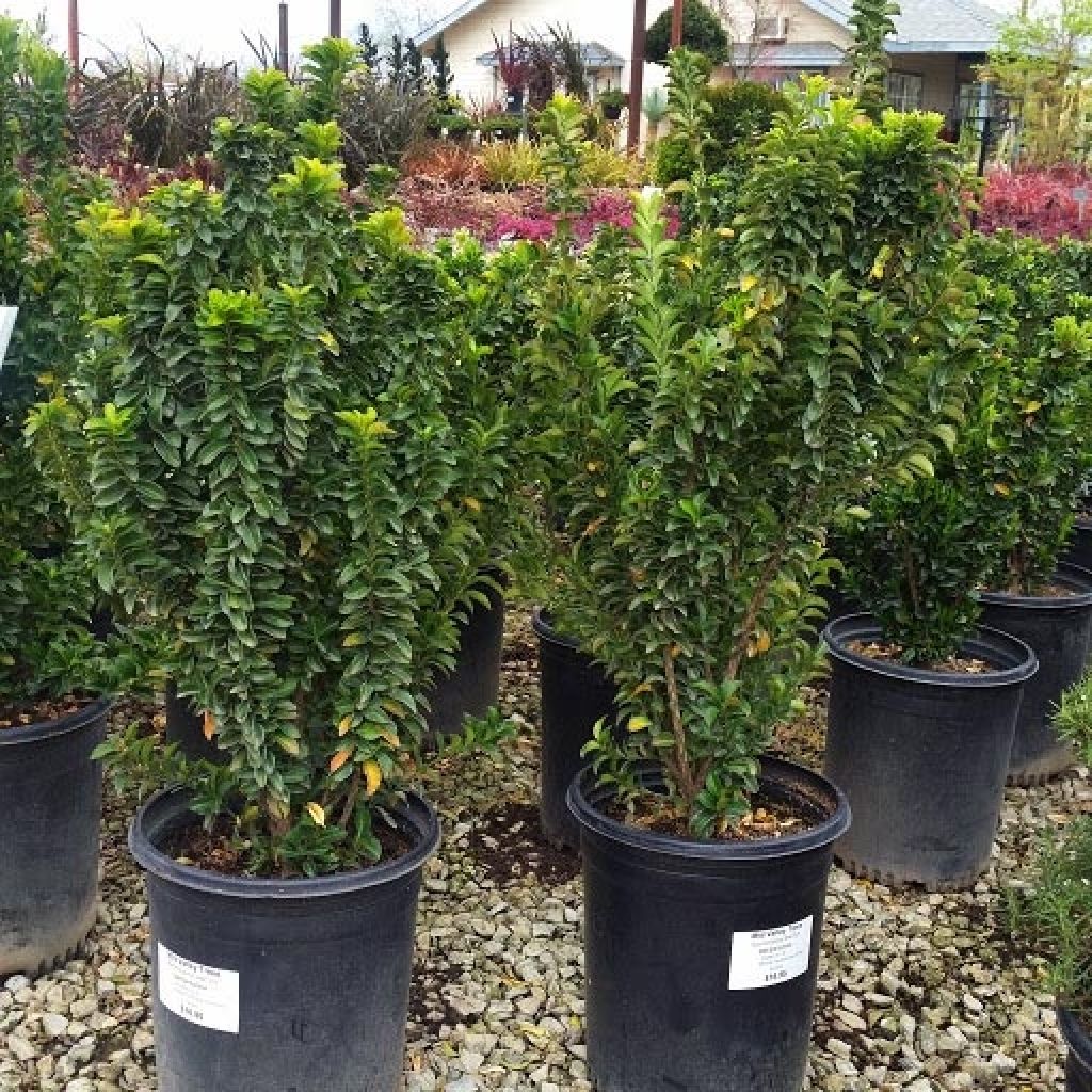 Laakerisorvarinpensas Green Spire
