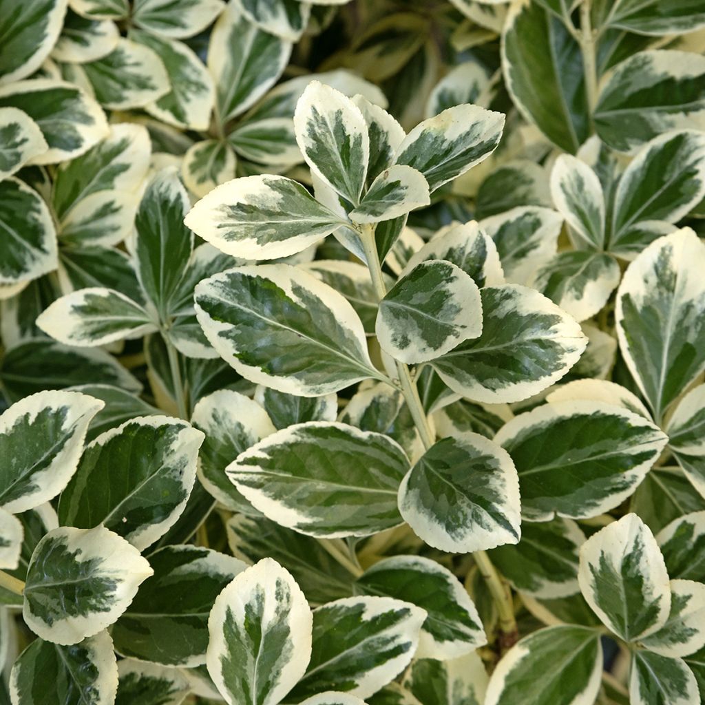 Laakerisorvarinpensas Kathy