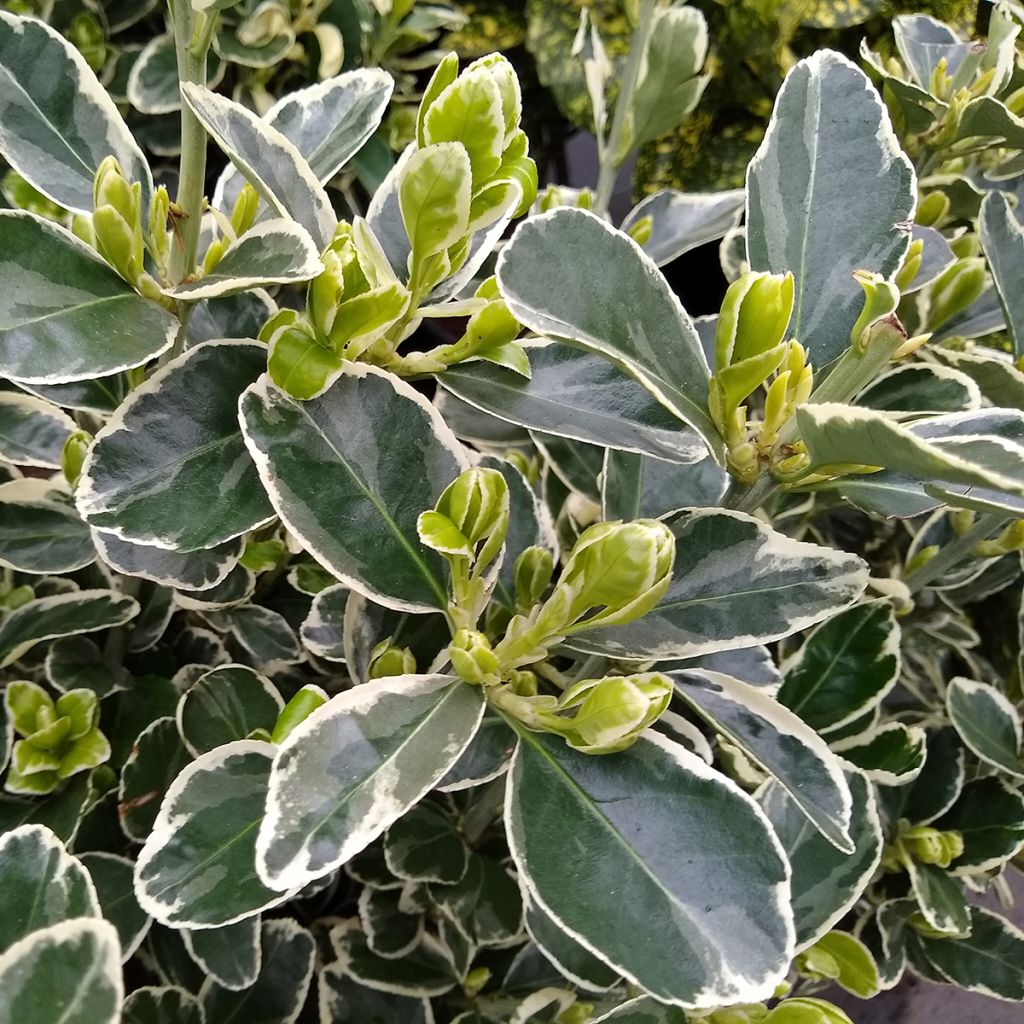 Laakerisorvarinpensas Kathy