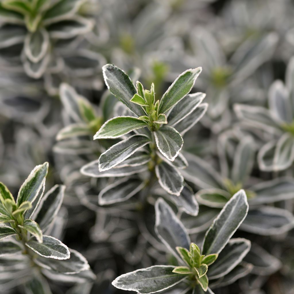 Laakerisorvarinpensas Microphyllus Albovariegatus