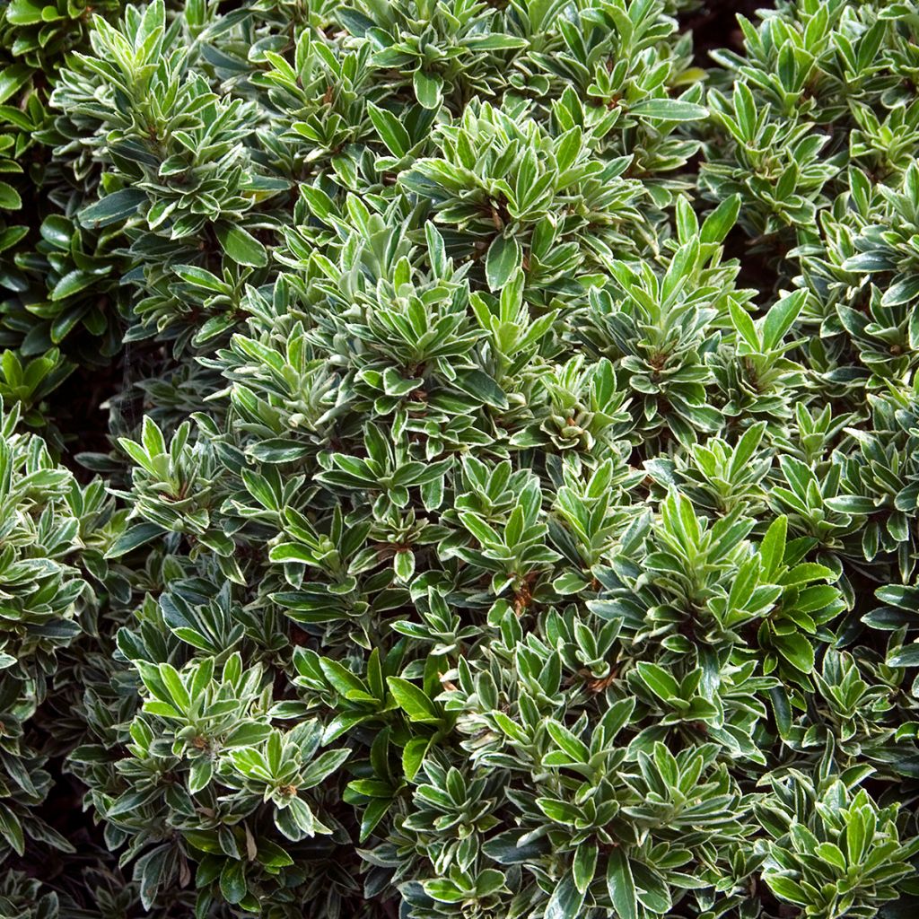 Laakerisorvarinpensas Microphyllus Albovariegatus