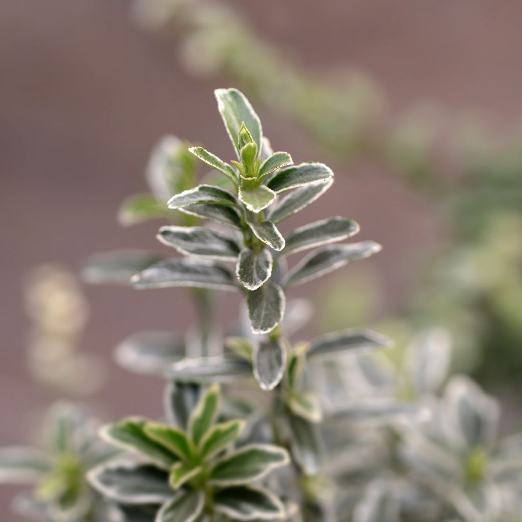 Laakerisorvarinpensas Microphyllus Albovariegatus