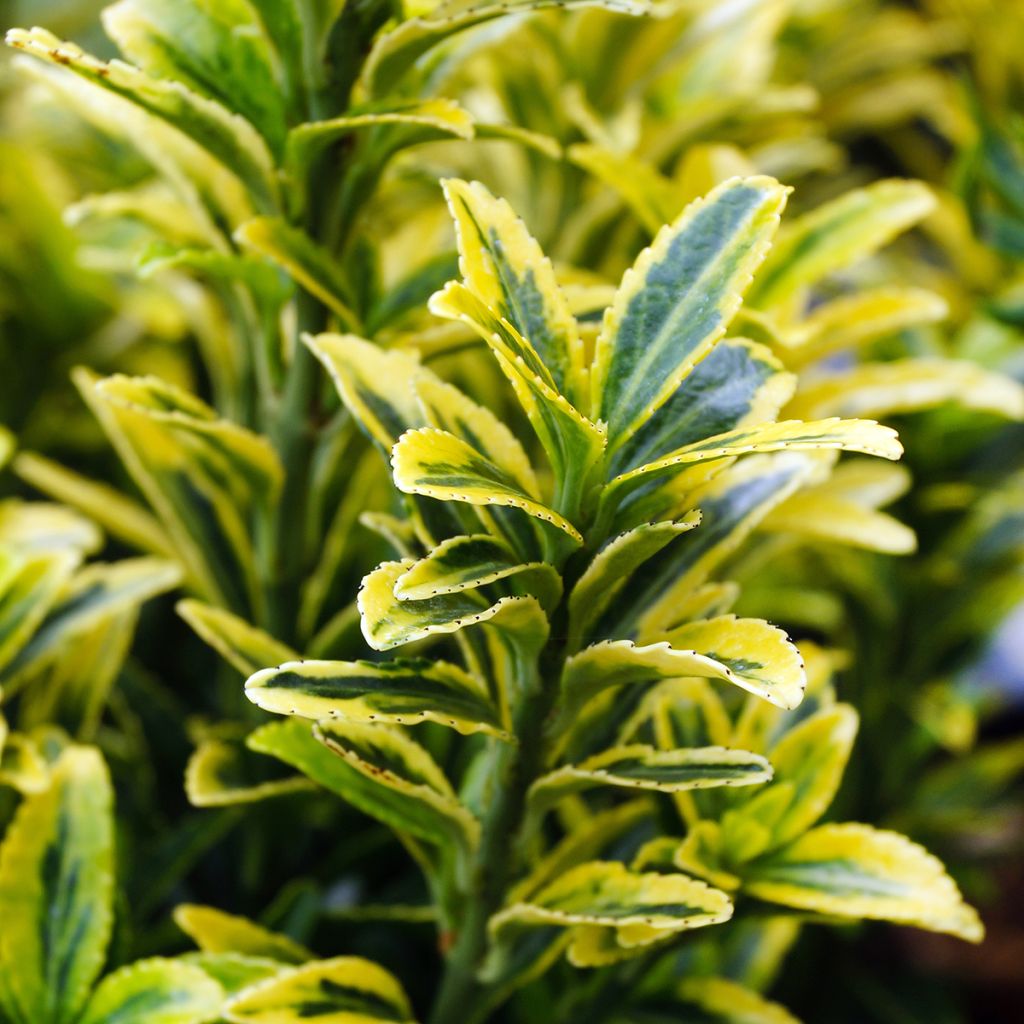 Laakerisorvarinpensas Microphyllus Aureovariegatus