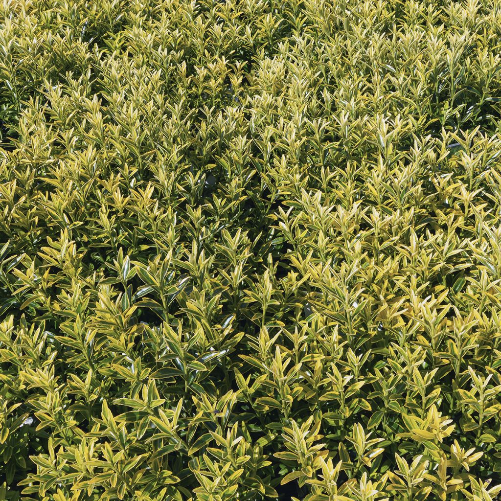 Laakerisorvarinpensas Microphyllus Aureovariegatus