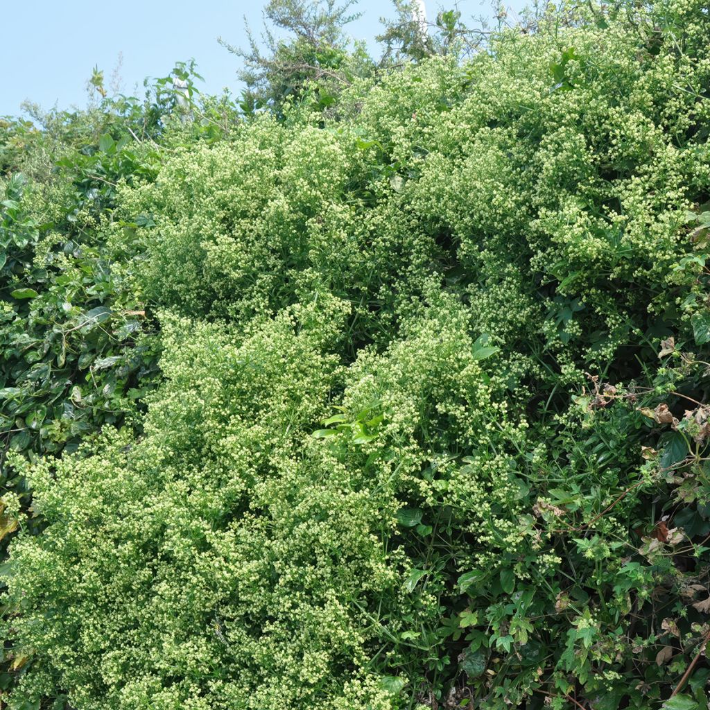 Laakerisorvarinpensas Microphyllus