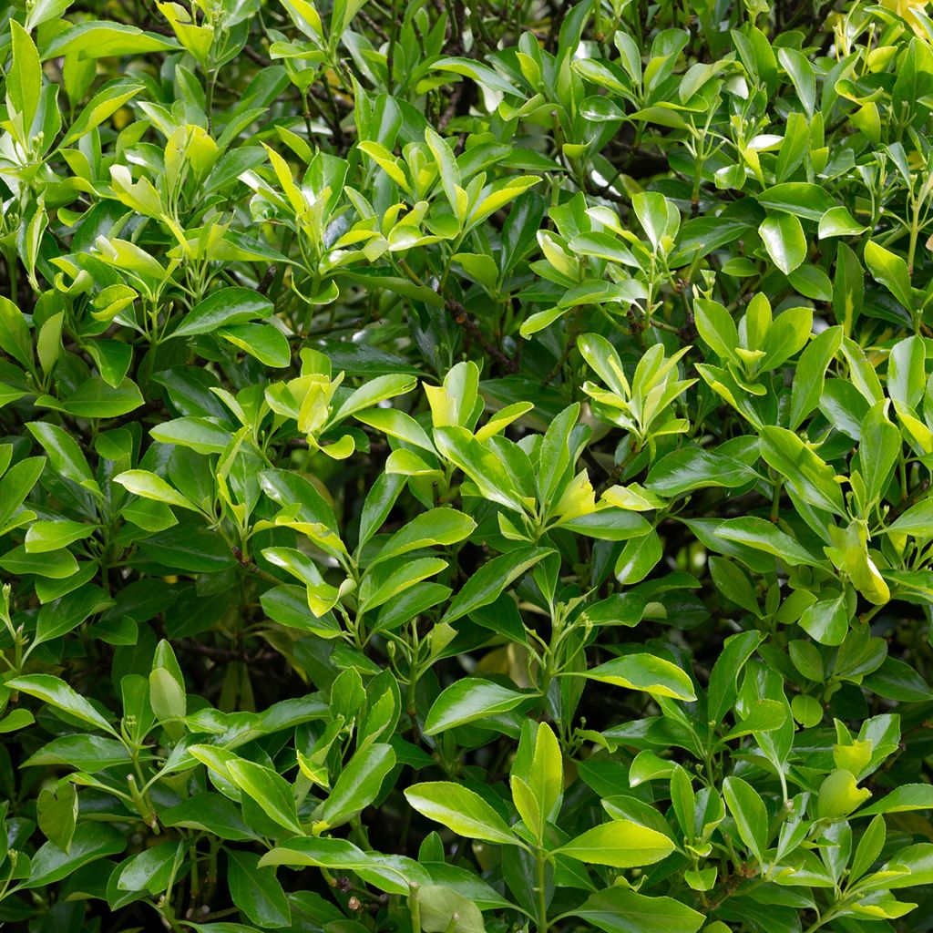 Laakerisorvarinpensas Microphyllus