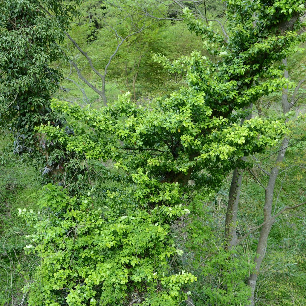 Laakerisorvarinpensas Microphyllus